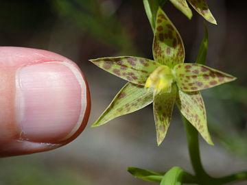 Thelymitra benthamiana