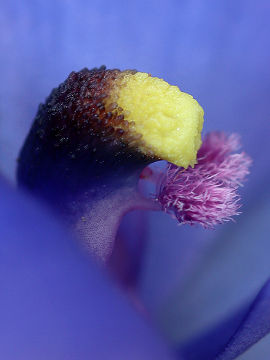 Thelymitra crinita × Thelymitra macrophylla Thelymitra crinita × Thelymitra macrophylla