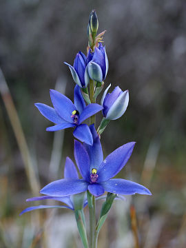 Thelymitra crinita × Thelymitra macrophylla Thelymitra crinita × Thelymitra macrophylla