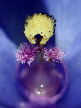 Thelymitra crinita × Thelymitra macrophylla Thelymitra crinita × Thelymitra macrophylla