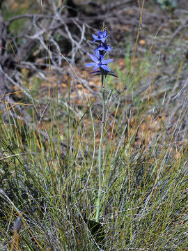 Thelymitra crinita × Thelymitra macrophylla Thelymitra crinita × Thelymitra macrophylla