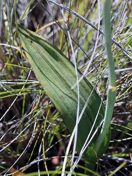 Thelymitra crinita × Thelymitra macrophylla Thelymitra crinita × Thelymitra macrophylla