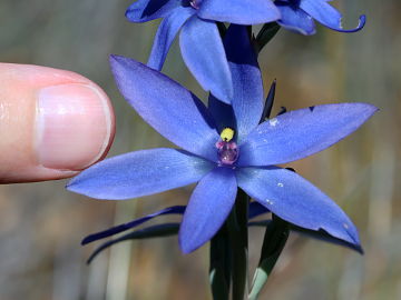 Thelymitra crinita × Thelymitra macrophylla Thelymitra crinita × Thelymitra macrophylla