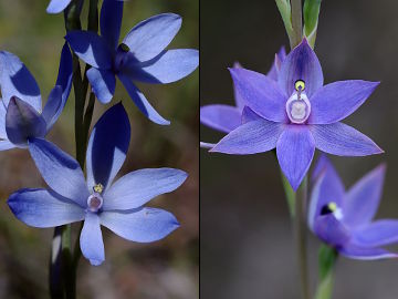 Thelymitra crinita, Thelymitra macrophylla Thelymitra crinita, Thelymitra macrophylla