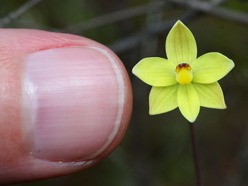 Thelymitra flexuosa