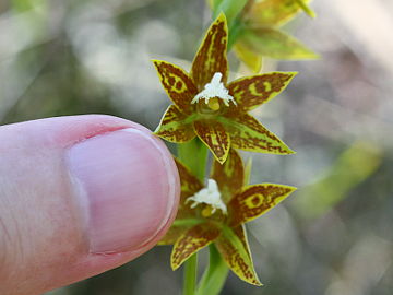 Thelymitra fuscolutea Thelymitra fuscolutea