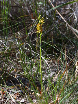 Thelymitra fuscolutea Thelymitra fuscolutea