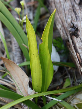 Thelymitra fuscolutea Thelymitra fuscolutea