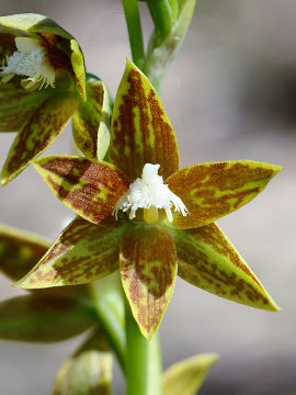 Thelymitra fuscolutea Thelymitra fuscolutea