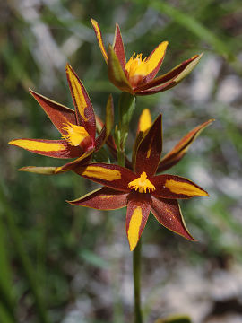 Thelymitra magnifica