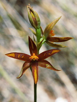 Thelymitra magnifica