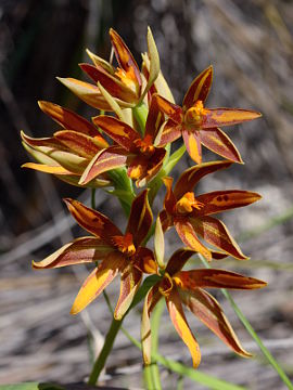 Thelymitra magnifica