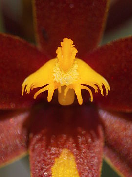 Thelymitra magnifica