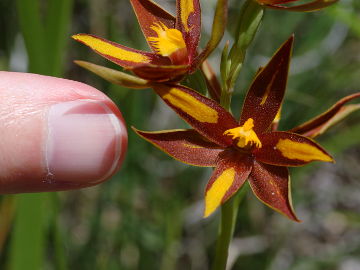 Thelymitra magnifica
