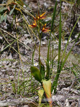 Thelymitra magnifica