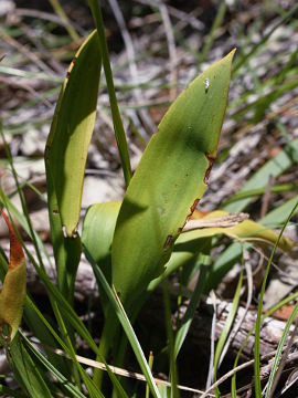 Thelymitra magnifica