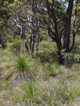 Thelymitra magnifica