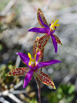 Thelymitra pulcherrima
