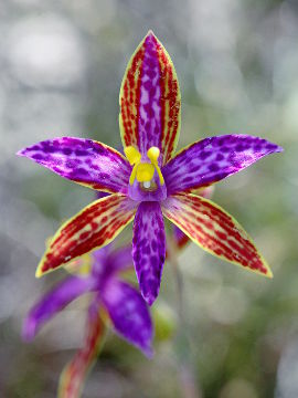 Thelymitra pulcherrima