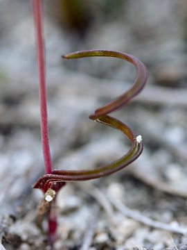 Thelymitra pulcherrima