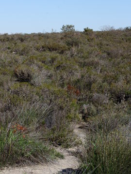 Thelymitra pulcherrima