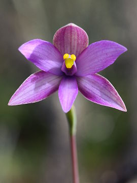 Thelymitra spiralis
