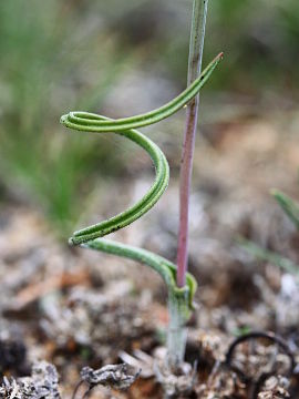 Thelymitra spiralis