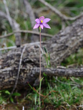Thelymitra spiralis