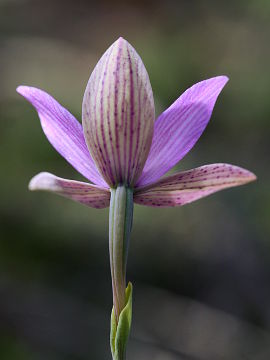 Thelymitra spiralis