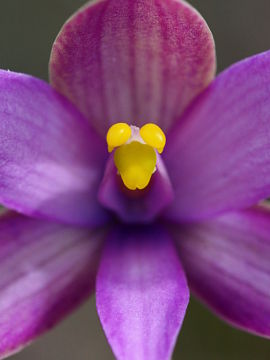 Thelymitra spiralis