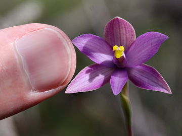 Thelymitra spiralis