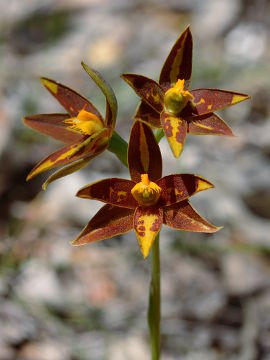 Thelymitra stellata