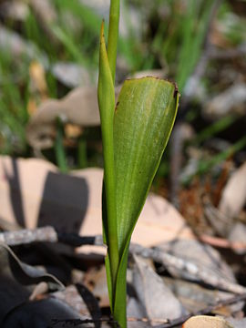 Thelymitra stellata