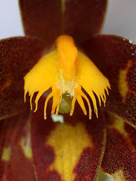Thelymitra stellata