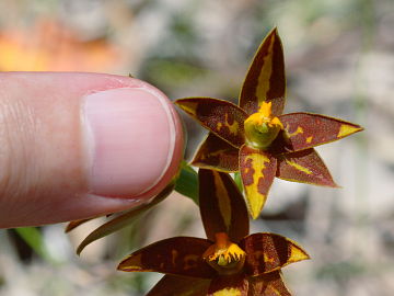 Thelymitra stellata