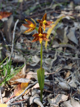 Thelymitra stellata