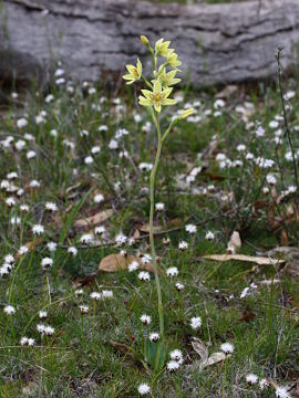 Thelymitra villosa