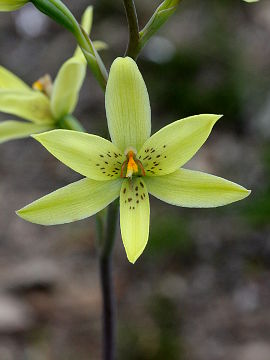 Thelymitra villosa