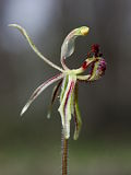 Caladenia barbarossa