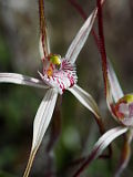 Caladenia bigeminata