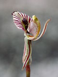 Caladenia cairnsiana