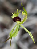 Caladenia crebra