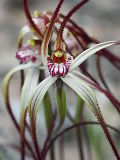 Caladenia dimidia