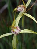 Caladenia elegans