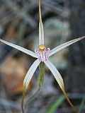 Caladenia exilis
