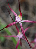 Caladenia footeana