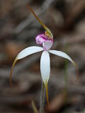 Caladenia hirta × Caladenia longicauda