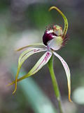 Caladenia hoffmanii