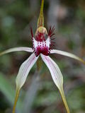 Caladenia hoffmanii × Caladenia longicauda