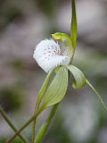 Caladenia hopperiana
